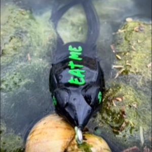 Meet your Posher, Alexander